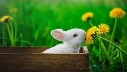 世界杯app下载-澳网奖金同比增长16%创新高，周杰伦和中国大公司添了一把火